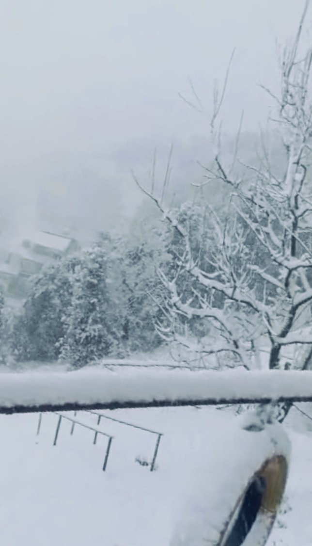 Orchard Snow